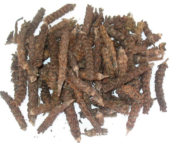 【河南特产夏枯球 绿色中草药】价格,厂家,图片,植物中药材,制衣厂-马可波罗网