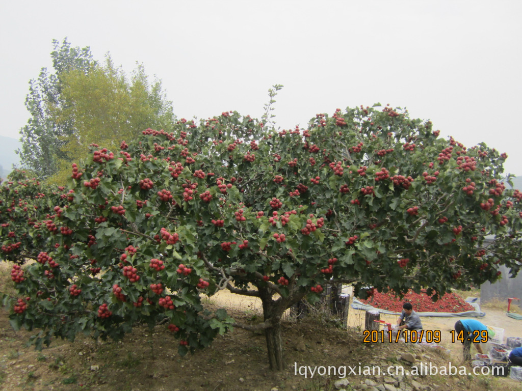 山东优质山楂万亩生产基地诚招食品厂合作(可