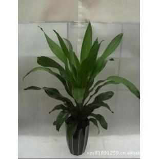 其他园林植物-供应也门铁金心铁白掌吊兰绿萝