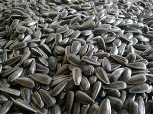 【生瓜子散装】生瓜子散装价格\/图片_生瓜子散