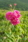 ��Ӧ����õ�崿¶��������Ȼ