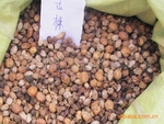 供应苗木种子、绿化苗木种子、乔木、灌木、花卉、古栋种子等、