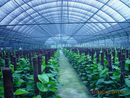 盆景-绿萝基地自产自批,规格多样化,欢迎全国客