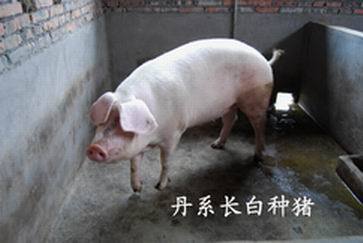 种猪概念股名单整理你关注了吗？（12月11日）