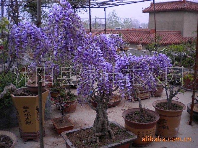 <em>小叶女贞篱</em>笆植物,连翘护坡植物,蔷薇绿化苗木