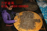 金叶榆接穗 金叶榆嫁接条 金叶榆嫁接 金叶垂榆嫁接穗