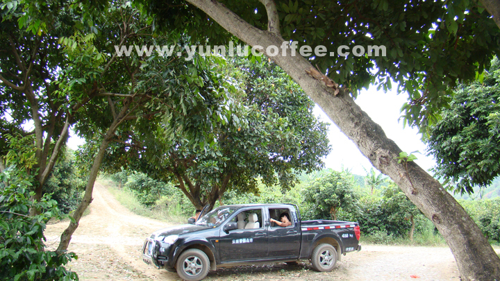 所有图片均系云潞咖啡原创作品，请勿抄袭盗用 