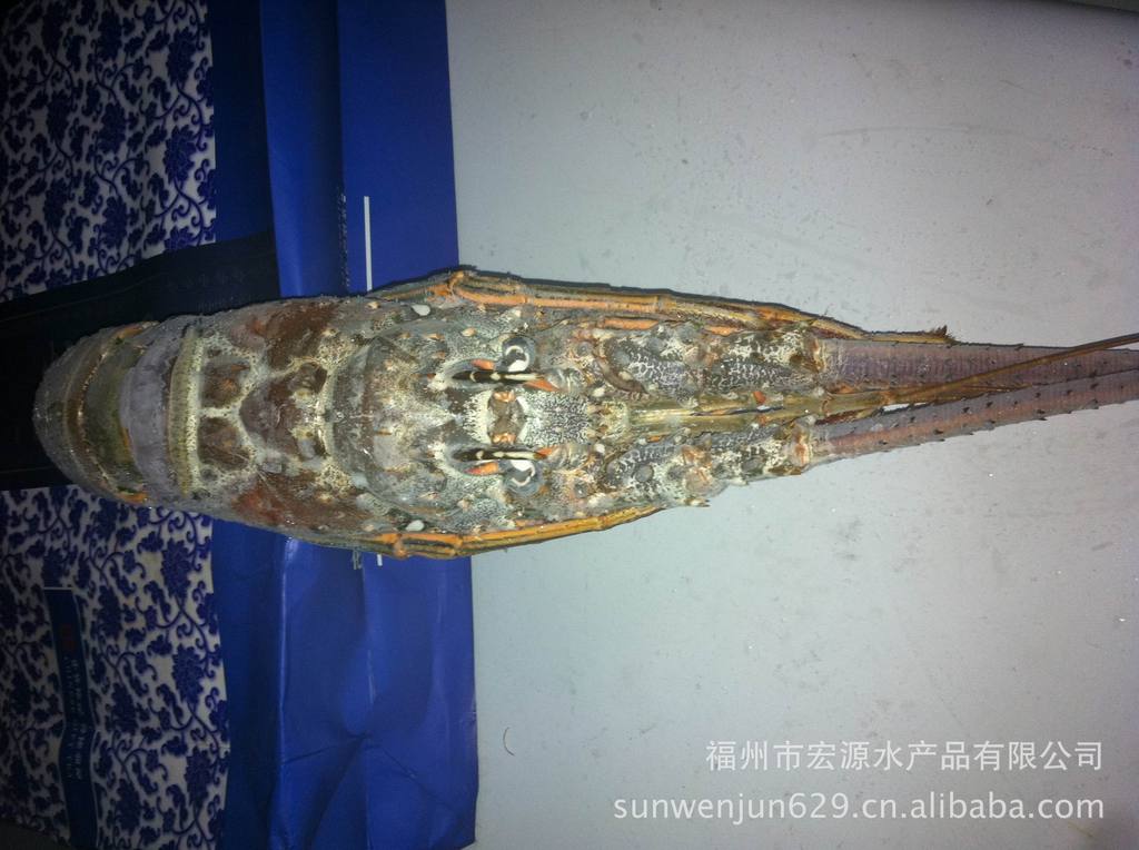 冰冻小蜜蜂龙虾 古巴龙 美国花 西澳 墨西哥龙虾