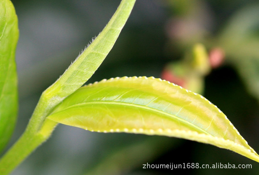 【l老鹰茶四川青川特产 野生老鹰茶】