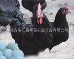 供应高产蛋绿壳蛋鸡