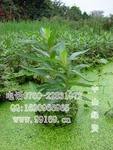 批发供应 千屈菜(水枝柳 水柳 对叶莲)(图) 水生植物袋苗价格