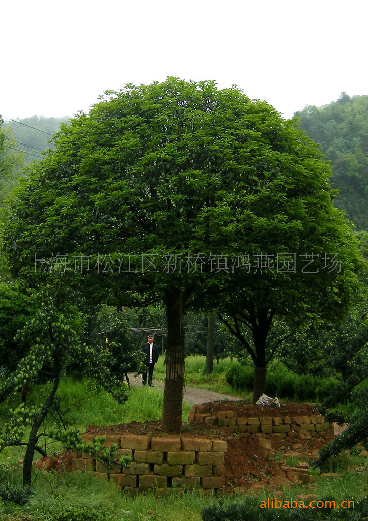 乔木 李子树 梨树 桃树 苹果树 葡萄树 各类果树