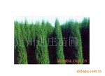 �̼��ؼ���Ӧ������֤�������ͺŵ� ��ҶŮ��