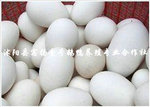 常年优质供应 鹅种蛋 各种优质鹅种蛋~* 