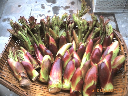 刺嫩芽,木兰头,山野菜