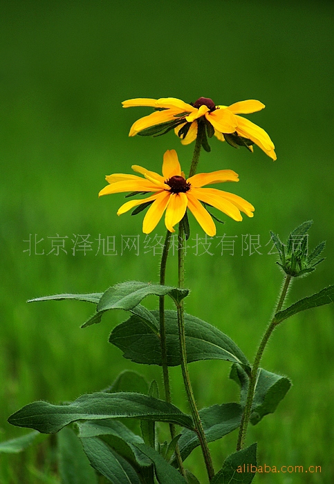 黑心菊 黄色-观赏-绿化-花草树木--山东青州花卉园图片_5
