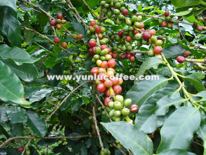 所有图片均系云潞咖啡原创作品，请勿抄袭盗用 