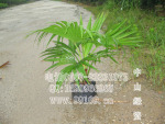 蒲葵(扇叶葵 葵树)(图) 供应各规格棕榈植物 高杆蒲葵 园林绿化