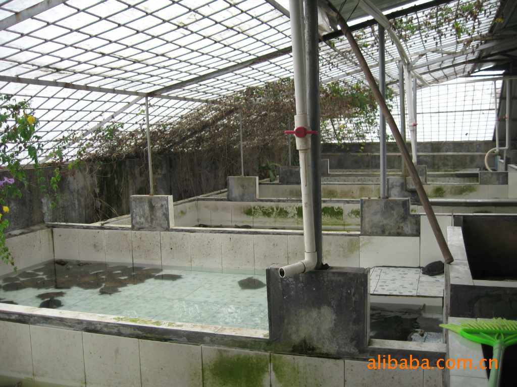 预订2012年夏南种石龟苗 纯种南种石龟-龟鳖类