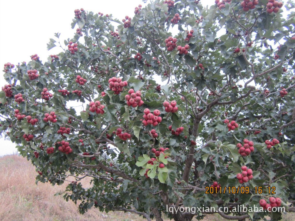【山东优质山楂万亩生产基地诚招食品厂合作(