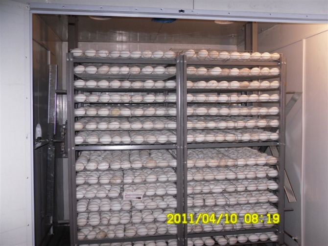 【全自动水禽孵化机孵化设备孵化器孵化箱】