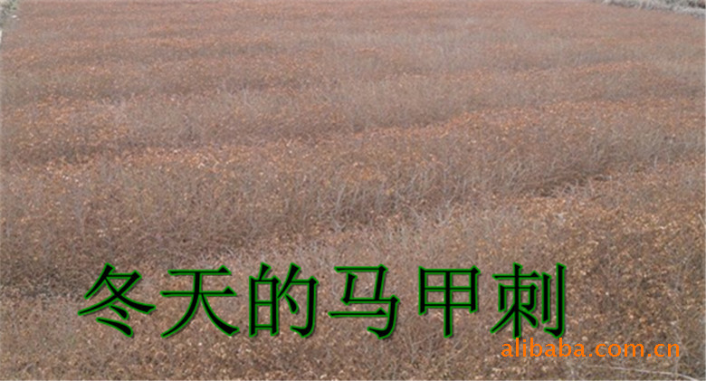 特价出售<em>马甲刺</em>苗,帜壳苗,鸟不站刺、铁篱笆_