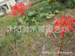 苏北园林----红花石蒜 