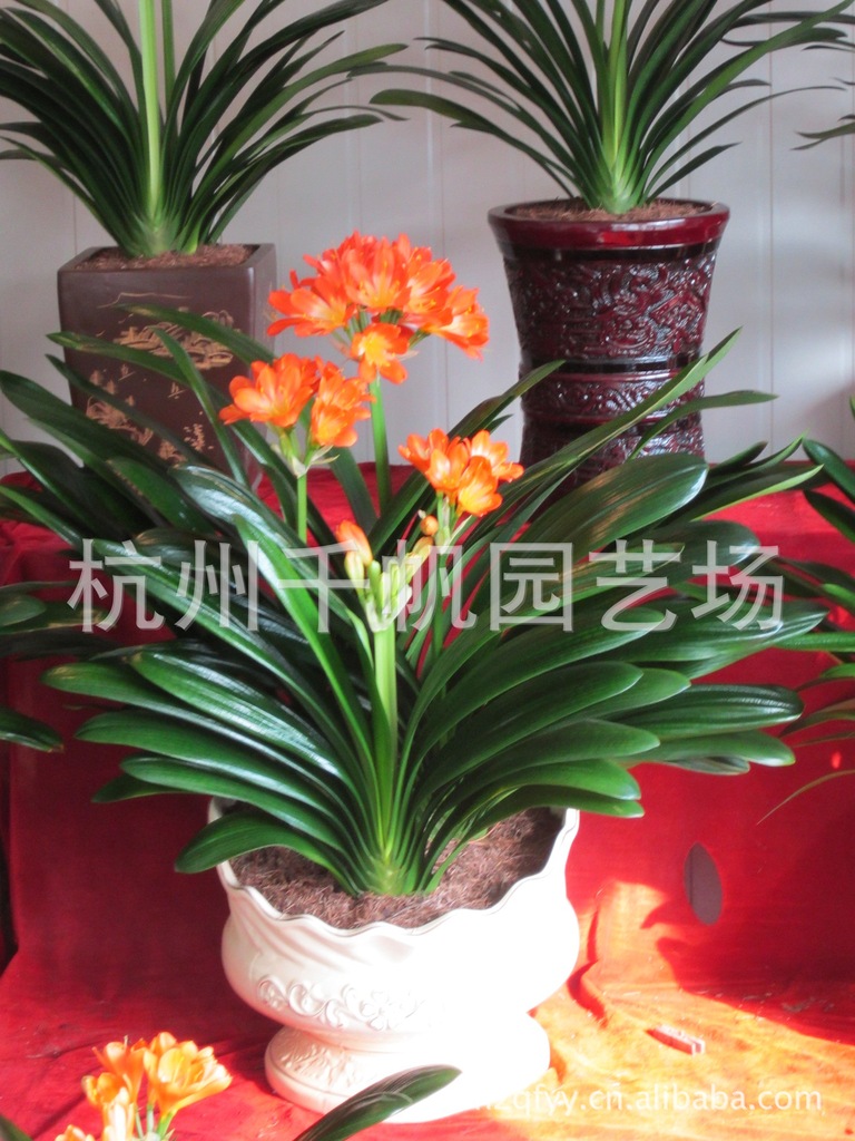 【【批发、团购】年宵花卉君子兰订购】价格,