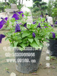 供应 矮牵牛(图)矮牵牛价格 常年批发袋苗 盆苗 时花 四季花类