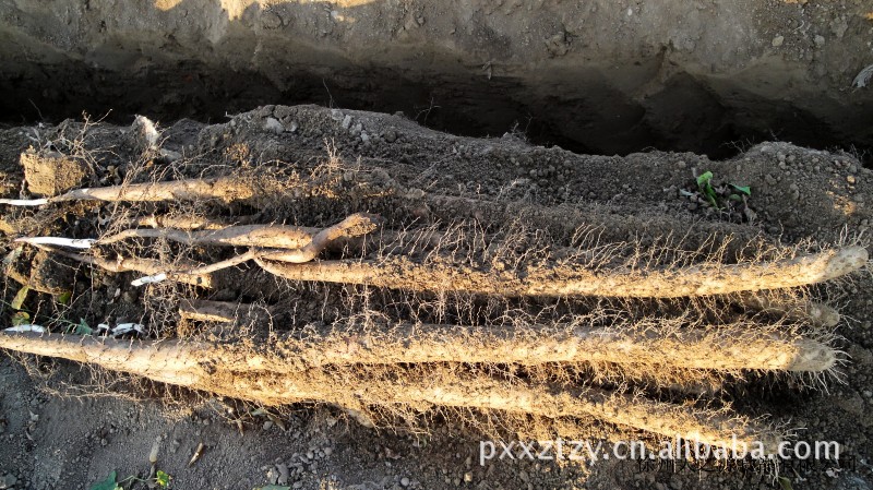 日本白山药,品质优,口感绵软、香甜及耐存储等