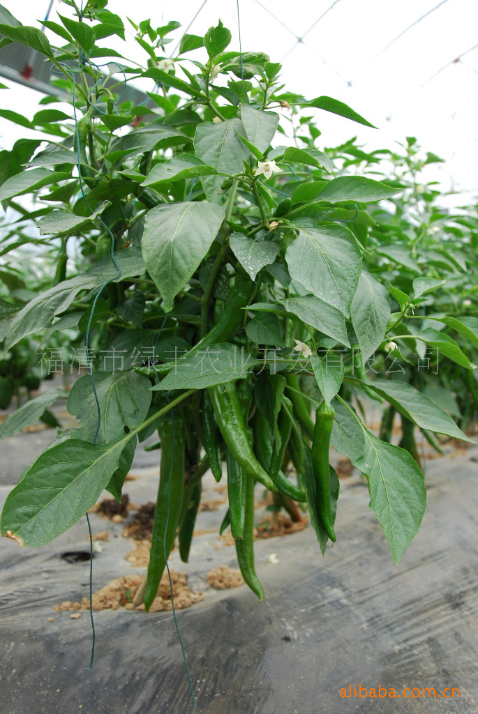 绿色食品辣椒产地直销-辣椒价格及生产销售厂