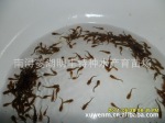大量供应:5cm淡水黄颡鱼苗【明丰特种水产】