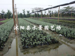 供应水果兰 