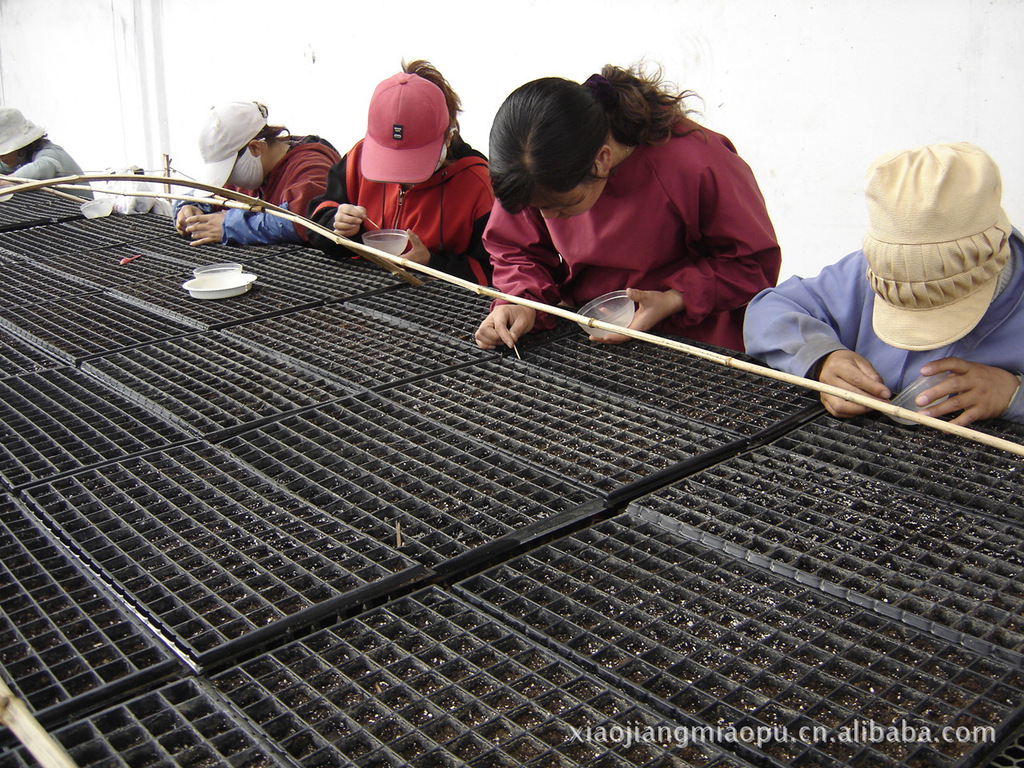 花盆容器- 育苗盘 育苗平盘 方形塑料盆 穴盘 育