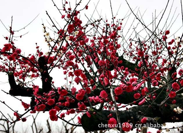 【四川成都红梅基地 成都红梅花苗木 四川成都