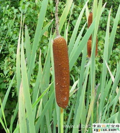 吉林省大安市蒲绒销售基地图片,吉林省大安市蒲绒销售基地图片大全,吉林省大安市安广玉龙笤帚糜子专业合作社-1-马可波罗网