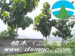 ��Ӧ��ľ�������ľ���̻���ľ��
