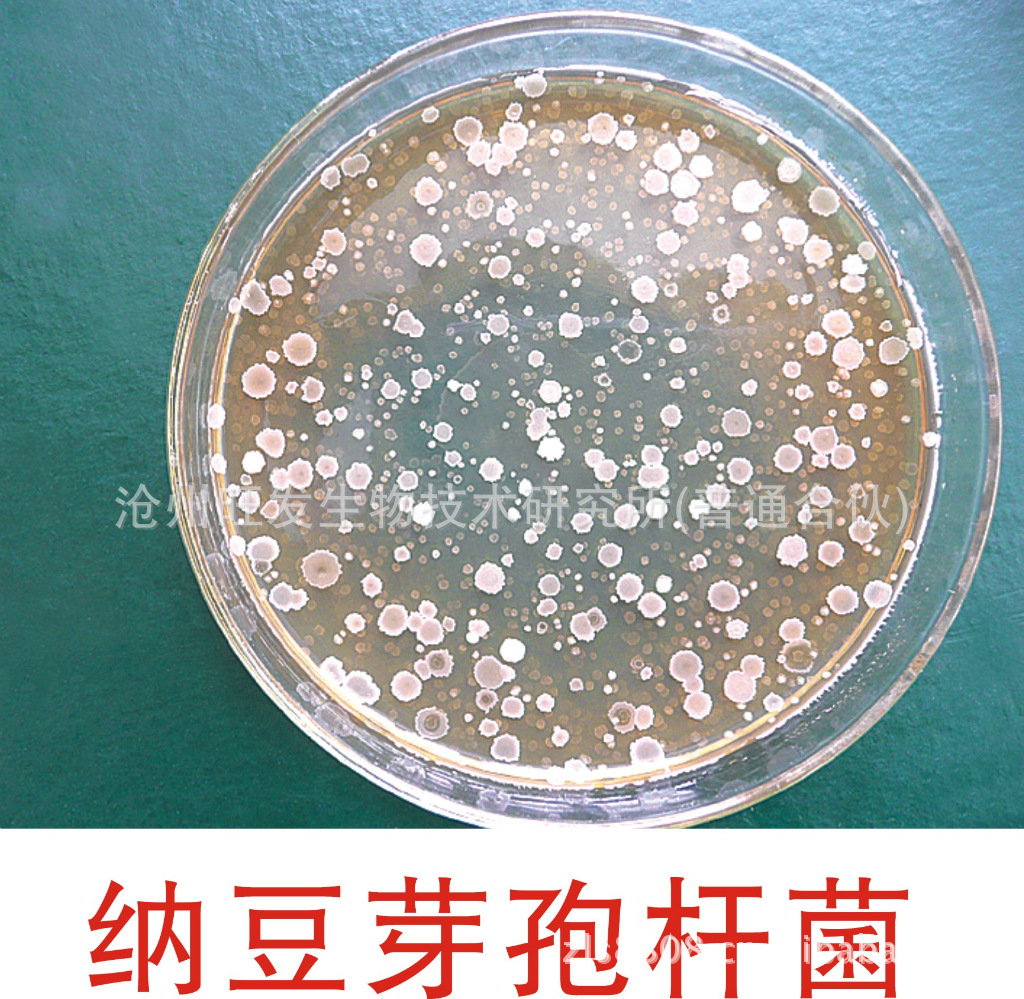 厂家供应维持动物消化道平衡纳豆芽孢杆菌