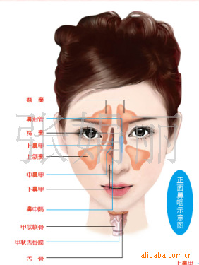 口腔解剖,耳鼻喉解剖,眼镜解剖畅销挂图,人体五官系统解剖挂图