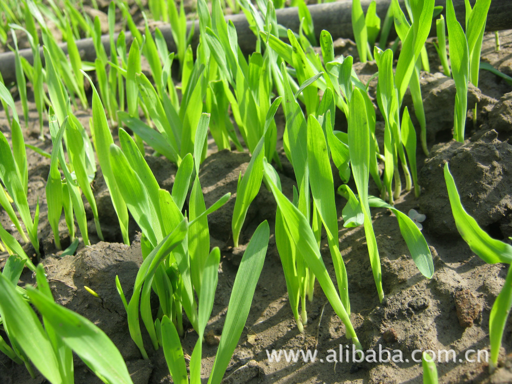 冲调饮品-大量供应有机大麦苗粉、小麦苗粉-冲