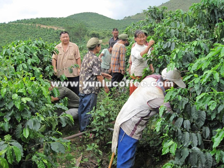 所有图片均系云潞咖啡原创作品，请勿抄袭盗用 