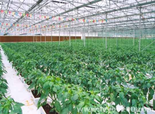 温室蔬菜大棚、温室养殖,湿帘降温、水暖散热