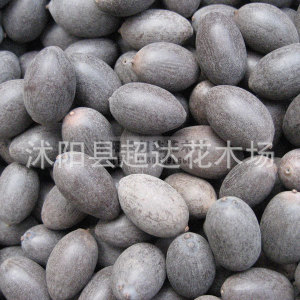 【荷花种子】荷花种子价格\/图片_荷花种子批发