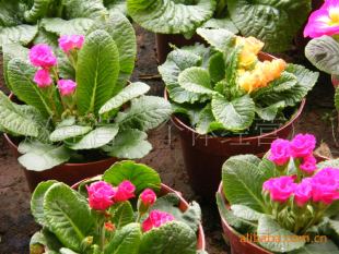 其他园林植物-耐低温花卉 报春花-室内观花植物