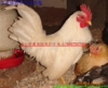 ���ϰ��ż�����Ӧ���ż��磬���ϰ��ż���ֳ����