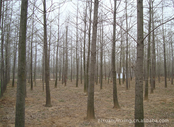乔木-银杏树(价格行情)(图)银杏树苗银杏小苗嫁
