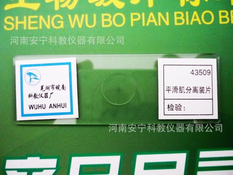 【安宁科教】 43509 平滑肌分离装片 平滑肌切片 生物玻片