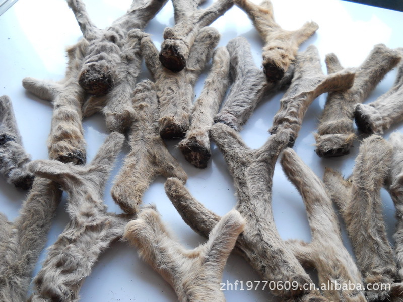 其他特种养殖动物-【硕业狍子养殖】狍子角价