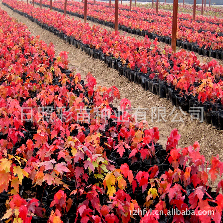 供应美国改良红枫小苗，美国红枫种子，品种纯正，质优价低。