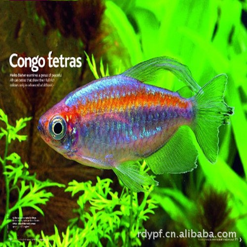 【燕子水族】热带鱼 观赏鱼 刚果扯旗鱼\/刚果霓\/虹鱼 刚果美人鱼 图片_高清大图 - 阿里巴巴